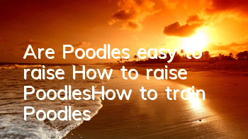 Are Poodles easy to raise? How to raise Poodles_How to train Poodles