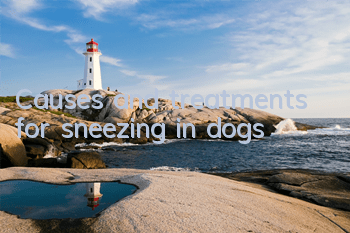 TCauses and treatments for sneezing in dogs