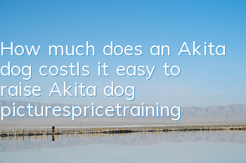 How much does an Akita dog cost_Is it easy to raise? Akita dog pictures_price_training