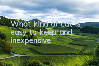 What kind of cat is easy to keep and inexpensive?
