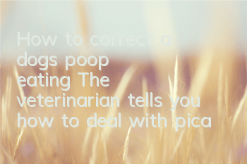 How to correct a dog's poop eating? The veterinarian tells you how to deal with pica