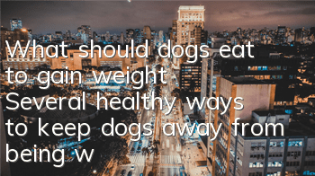 What should dogs eat to gain weight? Several healthy ways to keep dogs away from being “weak”