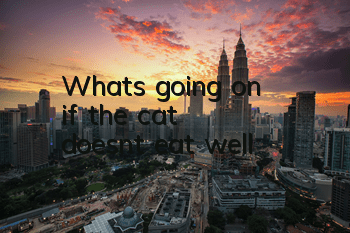What's going on if the cat doesn't eat well?