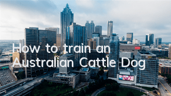 THow to train an Australian Cattle Dog