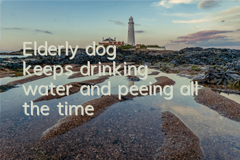 Elderly dog ​​keeps drinking water and peeing all the time
