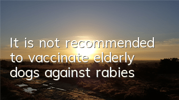 It is not recommended to vaccinate elderly dogs against rabies