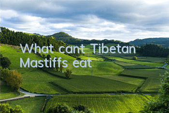 TWhat can’t Tibetan Mastiffs eat?