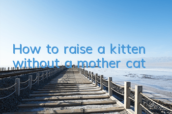 How to raise a kitten without a mother cat