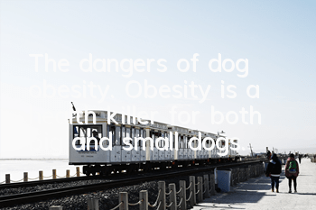 The dangers of dog obesity. Obesity is a health killer for both big and small dogs.