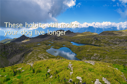 These habits will make your dog live longer