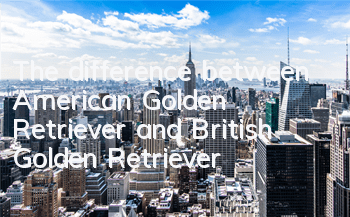 The difference between American Golden Retriever and British Golden Retriever