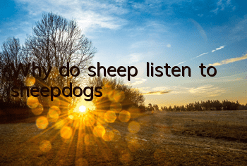 Why do sheep listen to sheepdogs?