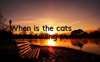 When is the cat’s hair shedding period?