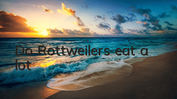 Do Rottweilers eat a lot?