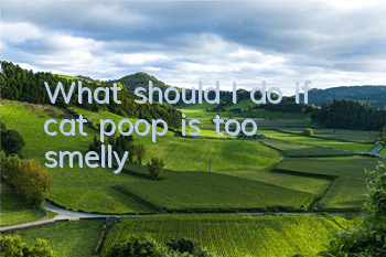 What should I do if cat poop is too smelly?