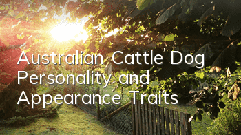 TAustralian Cattle Dog Personality and Appearance Traits