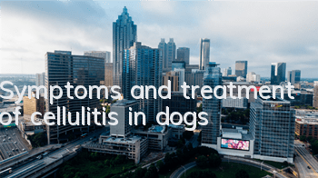 TSymptoms and treatment of cellulitis in dogs