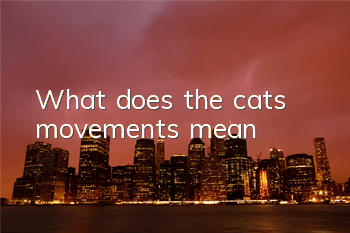 What does the cat’s movements mean?
