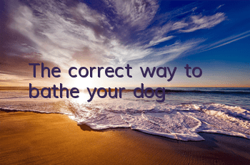 The correct way to bathe your dog
