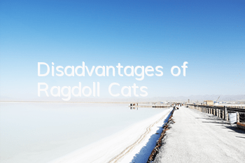 Disadvantages of Ragdoll Cats