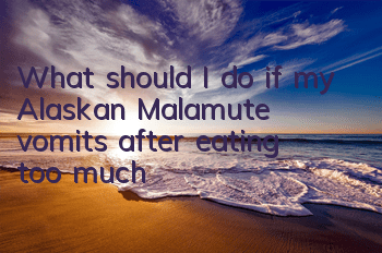 TWhat should I do if my Alaskan Malamute vomits after eating too much?