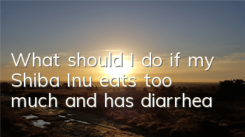 TWhat should I do if my Shiba Inu eats too much and has diarrhea?