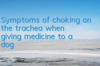 Symptoms of choking on the trachea when giving medicine to a dog