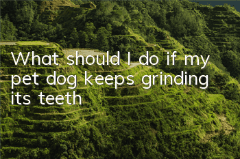 What should I do if my pet dog keeps grinding its teeth?