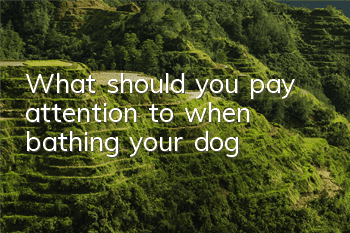 What should you pay attention to when bathing your dog?