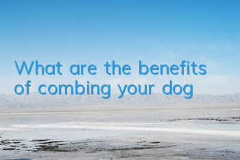 What are the benefits of combing your dog?