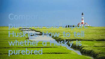 Comparison between purebred and impure Huskies. How to tell whether a Husky is purebred?