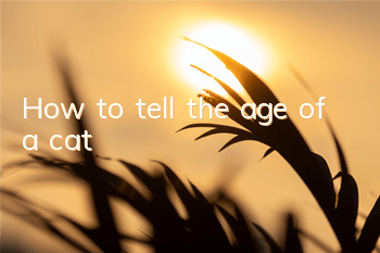 How to tell the age of a cat