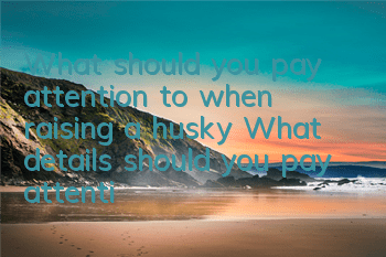 What should you pay attention to when raising a husky? What details should you pay attention to when raising a husky?