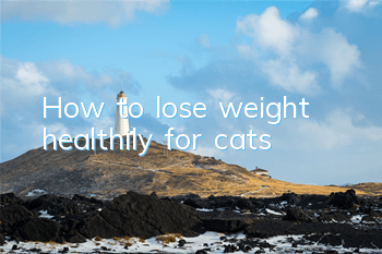 How to lose weight healthily for cats