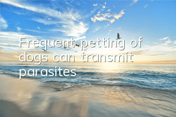 Frequent petting of dogs can transmit parasites