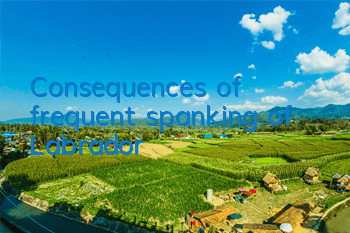 Consequences of frequent spanking of Labrador