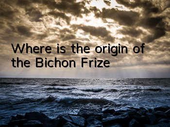 TWhere is the origin of the Bichon Frize?