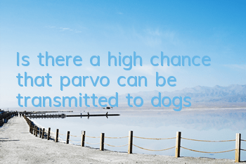 Is there a high chance that parvo can be transmitted to dogs?