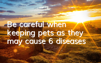 Be careful when keeping pets as they may cause 6 diseases