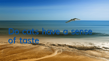 Do cats have a sense of taste?