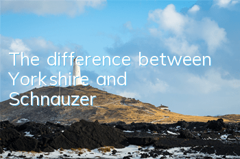 The difference between Yorkshire and Schnauzer