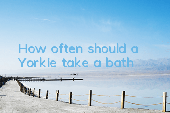 How often should a Yorkie take a bath?