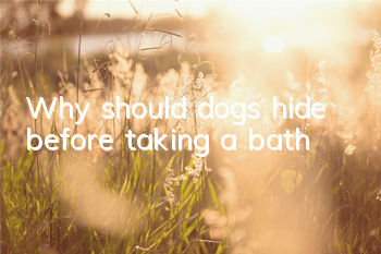 Why should dogs hide before taking a bath?