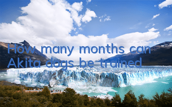 How many months can Akita dogs be trained?
