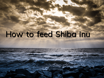 THow to feed Shiba Inu