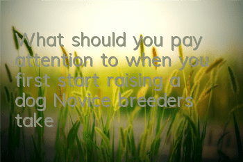 What should you pay attention to when you first start raising a dog? Novice breeders take a look