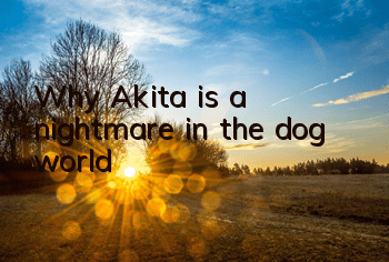 Why Akita is a nightmare in the dog world