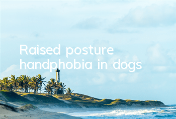 Raised posture – handphobia in dogs!