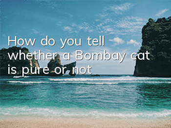 How do you tell whether a Bombay cat is pure or not?