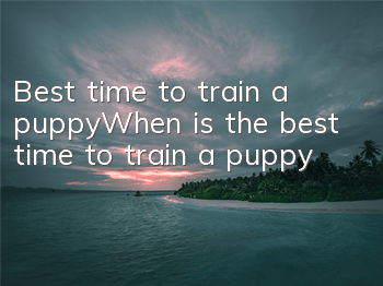 Best time to train a puppy_When is the best time to train a puppy?